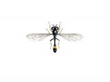 Hoverfly (male) (Sphegina clunipes) IN001