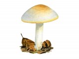 Hygrophorus chrysodon (Gold Flecked Woodwax) FU004