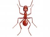 IH004 - Ant (red) Myrmica rubra