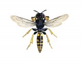 IH110 - Digger Wasp male (Crabro cribrarius)