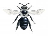 IH118 - Ashy mining Bee (Andrena cineraria)