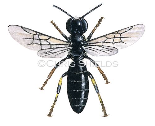 IH124 - Common Masked Bee (Hylaeus communis)