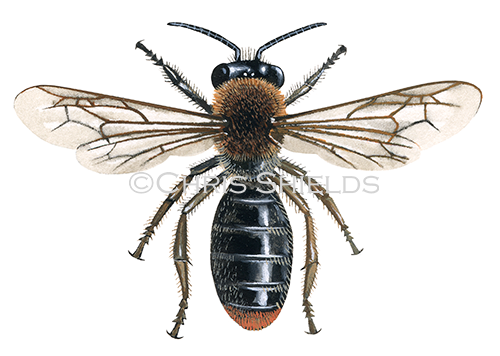 IH128 - Early mining Bee (Andrena haemorrhoa)