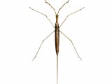 IN003, Water Stick insect, Ranatra linearis