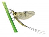 IN094b - Mayfly - Greendrake (Ephemera)