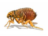 IN128 - Cat Flea (Ctenocerphalides felis)