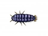 IN143 - Springtail (Neanura muscorum)