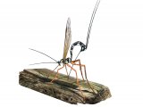IH095 - Ichneumon Wasp (Rhyssa persuasoria