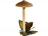 Inocybe Nitidiuscula FU008