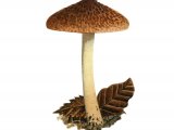 Inocybe flocculosa (Fleecy Fibrecap) FU26