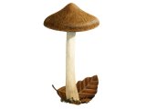 Inocybe fraudans (Pear Fibrecap) FU002