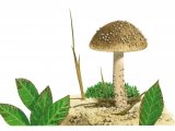 Inocybe impexa FU009