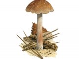 Inocybe jacobi (Pineling Fibrecap) FU36