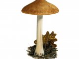 Inocybe margaritispora FU42