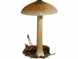 Inocybe oblecctbblis FU40