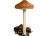 Inocybe praetervisa FU043