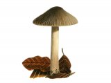 Inocybe splendens var. phaeoleuca FU004