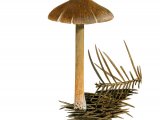 Inocybe striata FU020