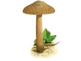 Inocybe vulpinella (Foxy Fibrecap) FU006