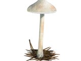 Inocybe whitei (Blushing Fibrecap) FU22