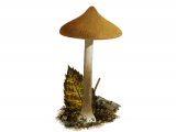 Inocybe xanthomelas FU44