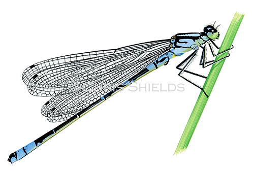 Irish Damselfly (Coenagrion lunulatum) IN001