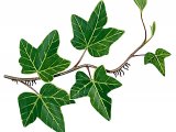 Ivy (Hedera helix BT0243