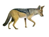 Jackal (Black-backed) Canis mesomelas M004