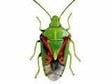 Juniper Shield Bug (Cyphostethus tristriatus) IN001