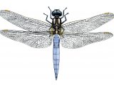 Keeled Skimmer (Orthetrum coerulescens) IN001