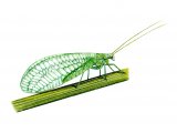 IN004 - Lacewing  (Chrysopa 7-punctata
