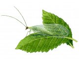 IN005 - Lacewing  (Chrysopa 7-punctata