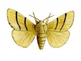 Lackey Moth (Malacosoma neustria) IN001