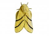 Lackey Moth (Malacosoma neustria) IN002