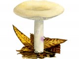 Lactarius aspidus FU003