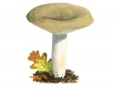 Lactarius azonites FU021