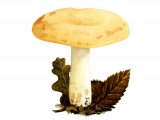 Lactarius flavidus FU009