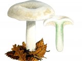 Lactarius glaucescens FU010