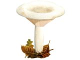 Lactarius piperatus (Peppery Milkcap) FU012