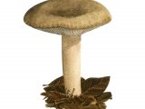 Lactarius ruginosus FU025