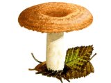 Lactarius torminosus (Woolly Milkcap) FU017