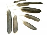 Lammergeyer feathers (Gypaetus barbatus) BD002