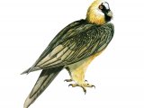 Lammergeyer or Bearded Vulture (Gypaetus barbatus) BD0524