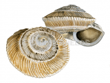 Land Snail (Trochoidea carinatoglobosa) OS0078