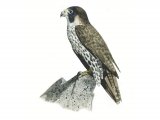 Lanner Falcon (Falco biarmicus) BD0525
