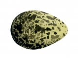 Lapwing egg (Vanellus vanelus) BD0209