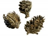 Larch Cones opened by mouse BT040