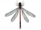 Damselfly (Large Red) Pyrrhosoma nymphula IN003