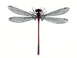 Damselfly (Large Red) Pyrrhosoma nymphula IN002