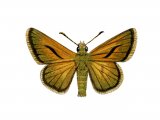 Large Skipper (Ochlodes venatus) IN001